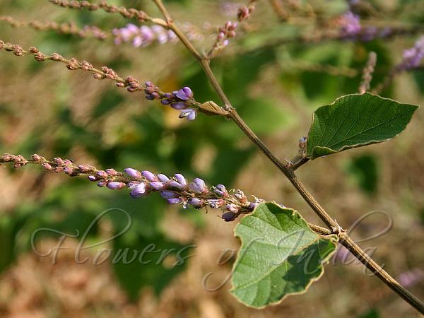 Velvet-Leaf Desmodium